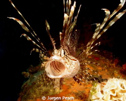 Lionfish by Jurgen Pesch 